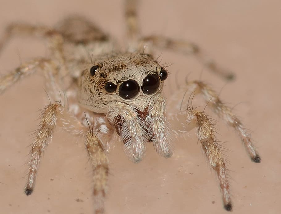nature, insects, spider, predator, macro, animal themes, animal wildlife HD wallpaper