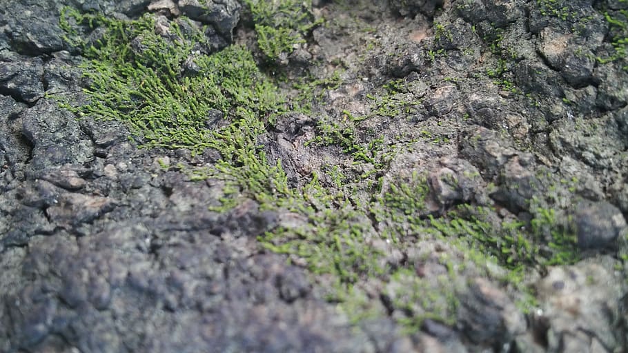 Wood, Bark, Mountain, Tree, Cracks, tree bark texture, trees HD wallpaper