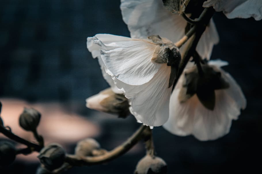 flower, bloom, white, petal, nature, bird, animal themes, vertebrate HD wallpaper