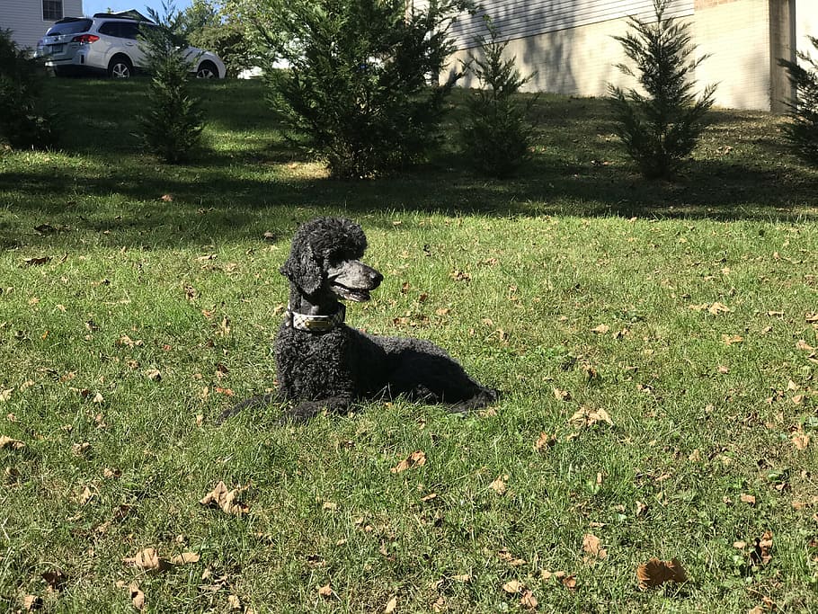 poodle, black, curly, pet, dog, animal, portrait, garden, yard HD wallpaper