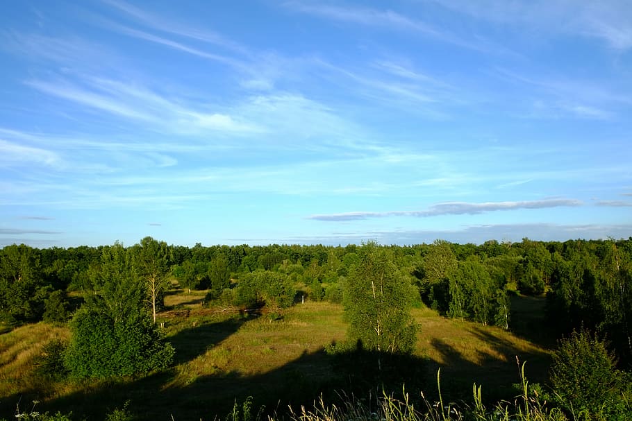forest, trees, sky, grass, sunny, summer, shadow, nature, glade HD wallpaper