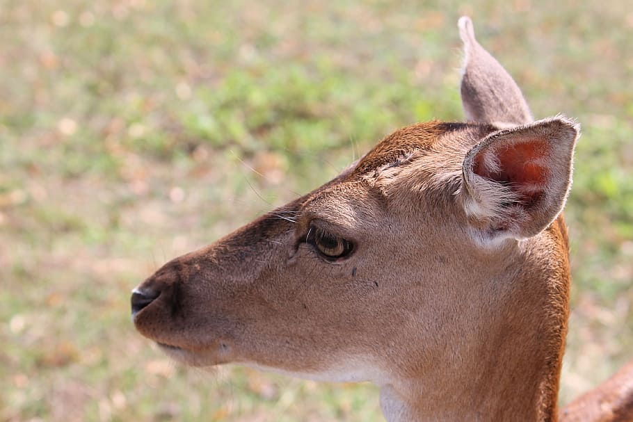 Roe Deer, Fallow Deer, Nature, Forest, one animal, animals in the wild HD wallpaper
