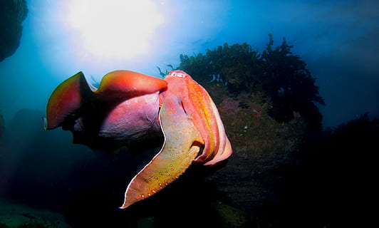 pink and orange fish, giant squid, sea, ocean, creature, water HD wallpaper