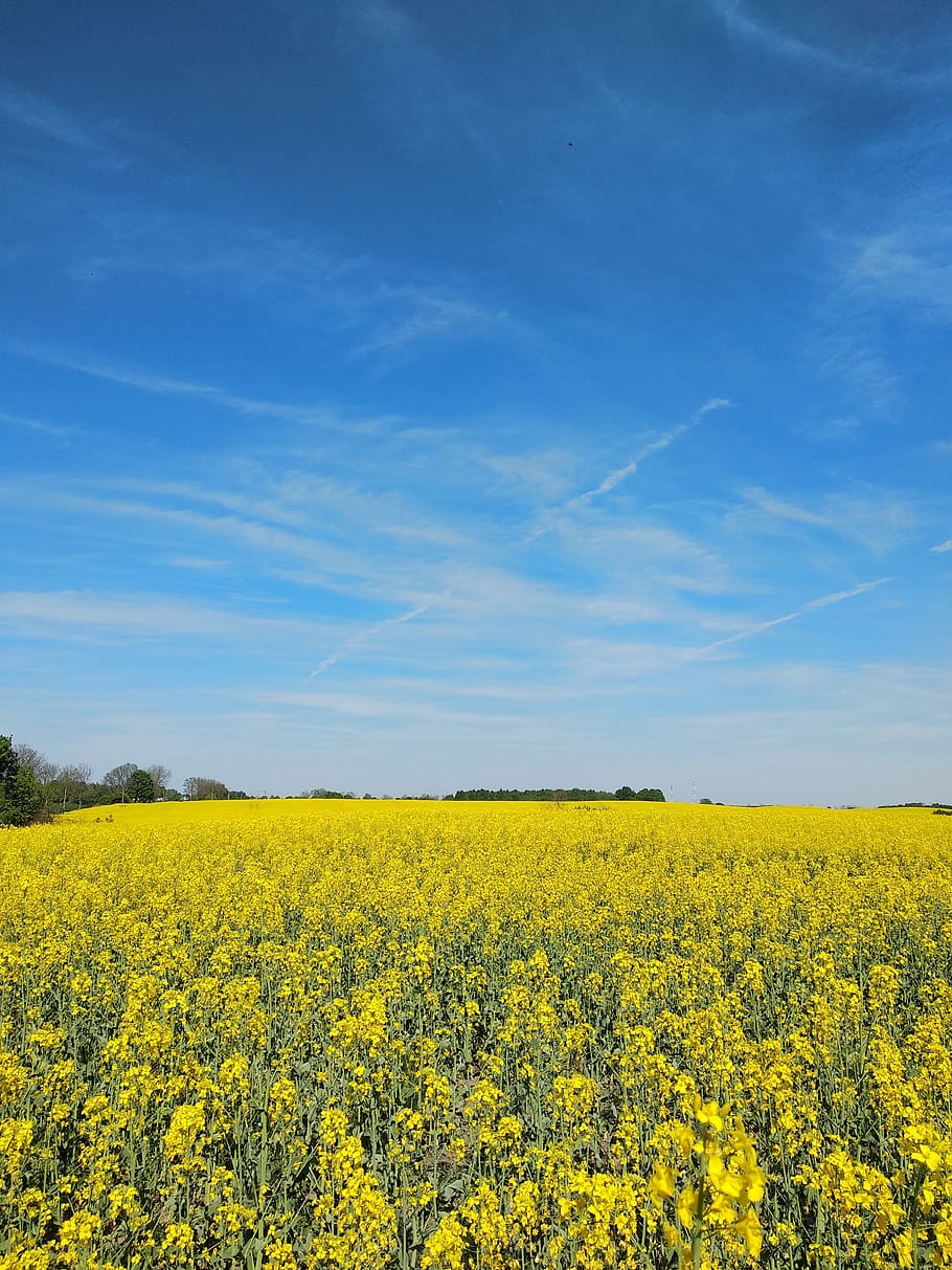 rape, yellow, field, no one, background, abstract, outdoors HD wallpaper