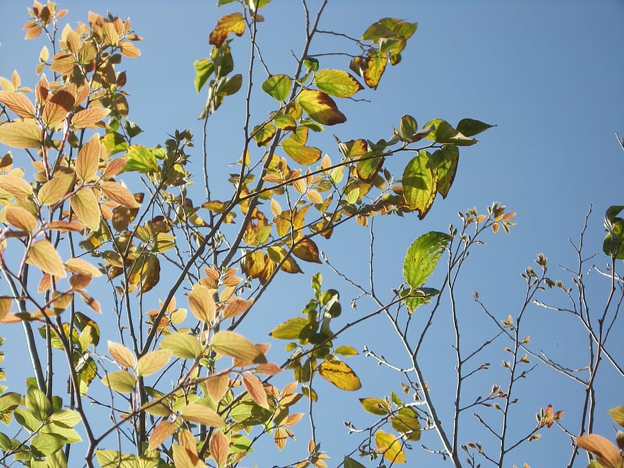 Tree, Sunlight, Sunshine, Leaves, green, natural, environment HD wallpaper