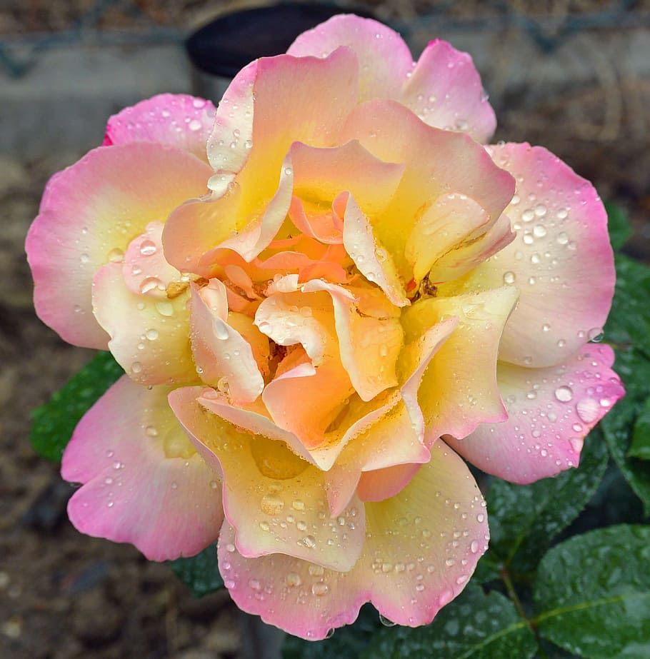 Macro, Close, Blossom, Bloom, rose, drop of water, nature, colorful HD wallpaper