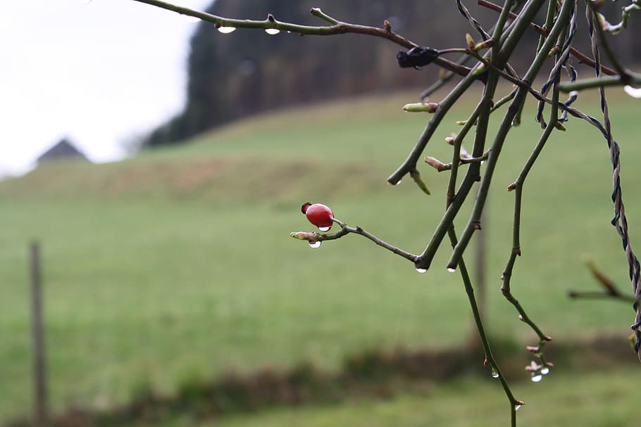 Spring, Rain, Bush, Nature, one animal, outdoors, focus on foreground HD wallpaper