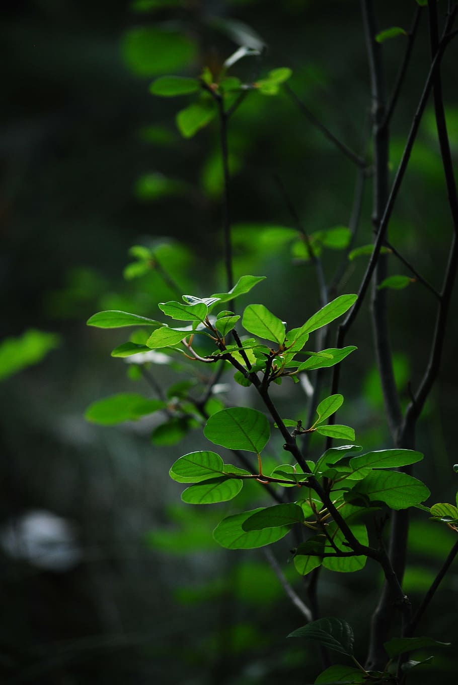 green leaves, plants, leafs, growth, nature, earth, garden, environment