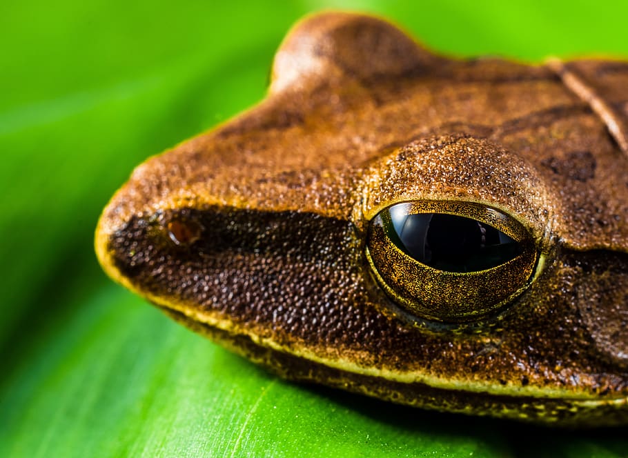 tree frog, anuran, amphibians, animal, one animal, animal themes HD wallpaper