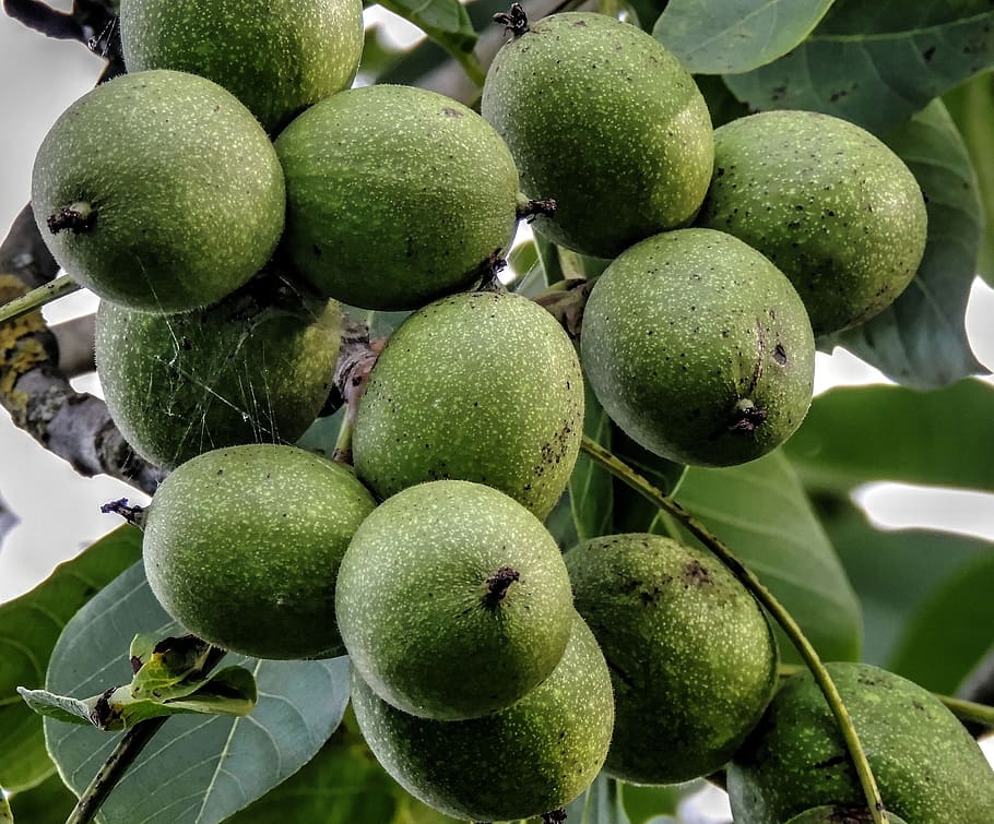 Walnut Tree, Walnuts, Harvest, fruit, food and drink, green color HD wallpaper