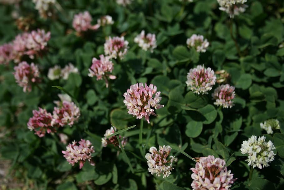 Nature, Flower, Plant, Spring, Summer, green, floral, spring flower HD wallpaper