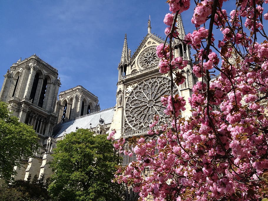 france, paris, spring, journey, tree, low angle view, built structure HD wallpaper