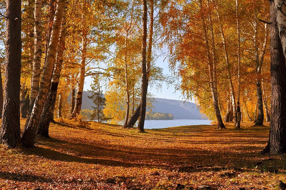 yellow and brown Autumn leaves facing beach, trees, forest HD wallpaper