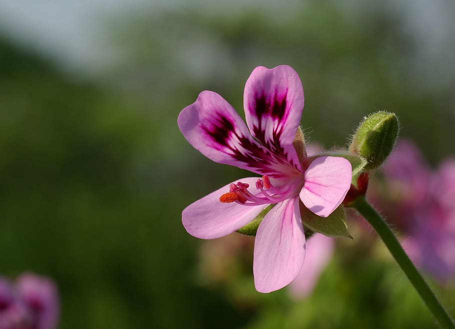shallow focus photo of pink petaled flower, pelargonium, geranium HD wallpaper