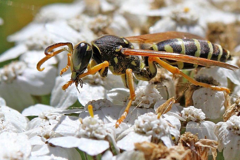 insect, macro photography, wasp, animal themes, animal wildlife HD wallpaper