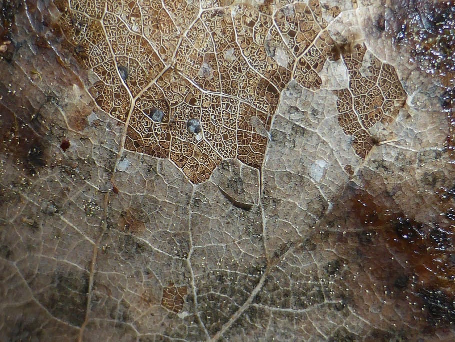 leaf, texture, natural, plant, environmental, macro, vein, leaves HD wallpaper