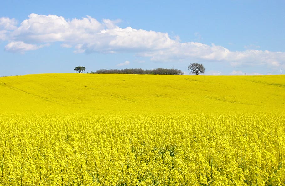 Field, Rapeseed, Yellow, agriculture, farm, landscape, crop HD wallpaper