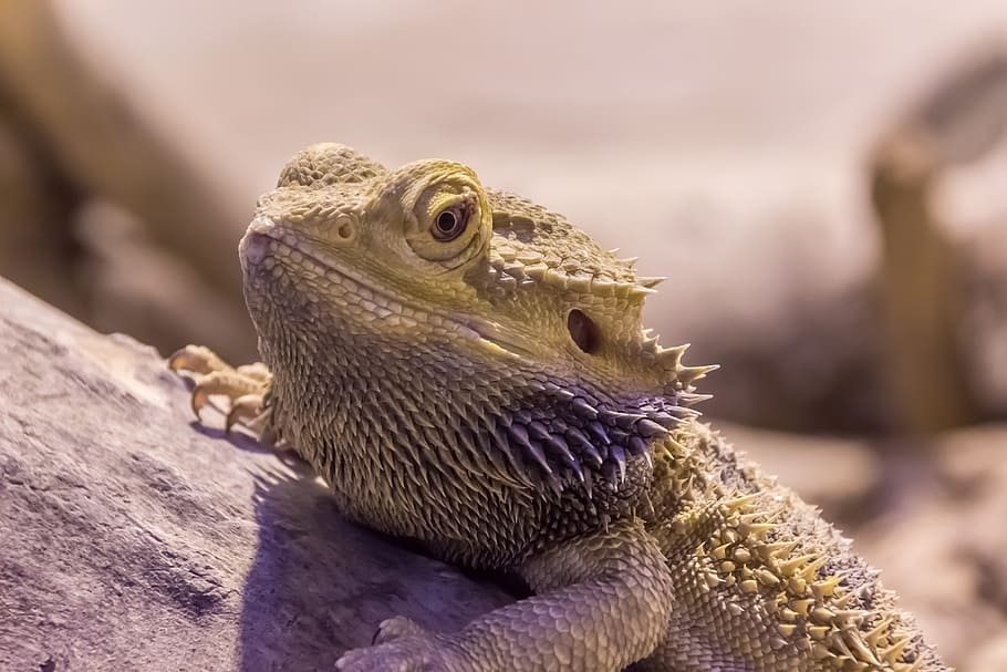 iguana, reptile, dragon, lizard, scale, animal, animal themes HD wallpaper