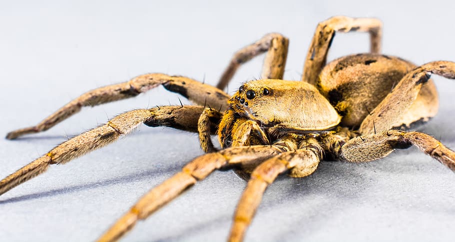 Spider, Arachnid, Insect, Close, white background, no people HD wallpaper