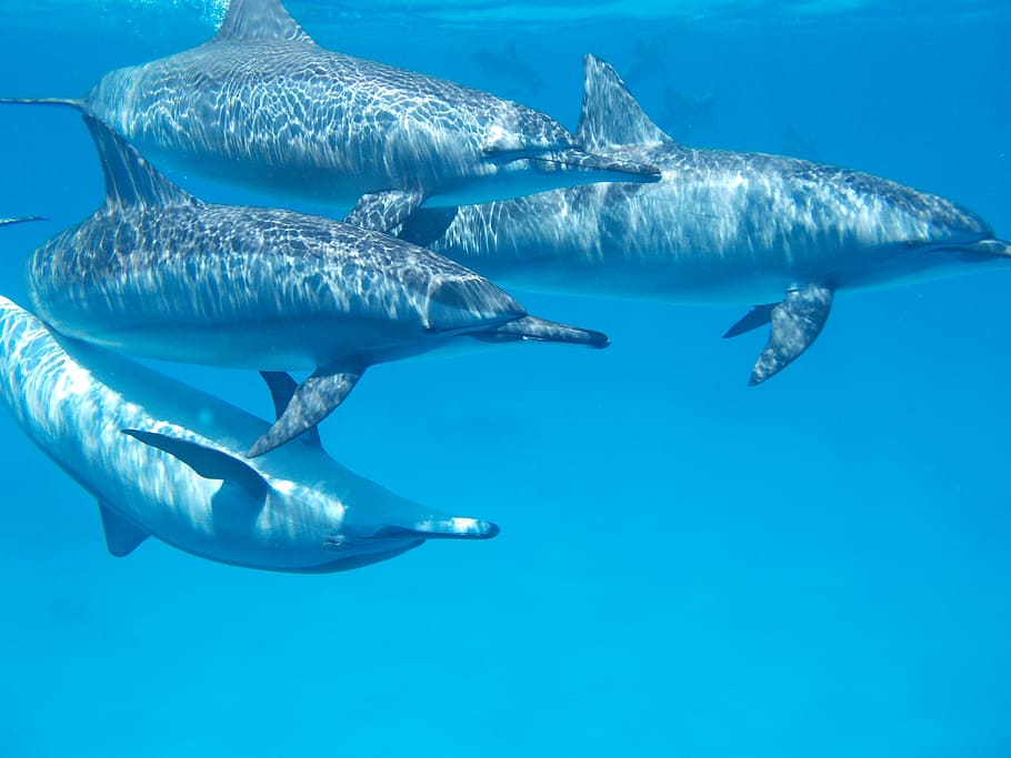 four black dolphins, ocean, sea, water, nature, marine, aquatic, HD wallpaper