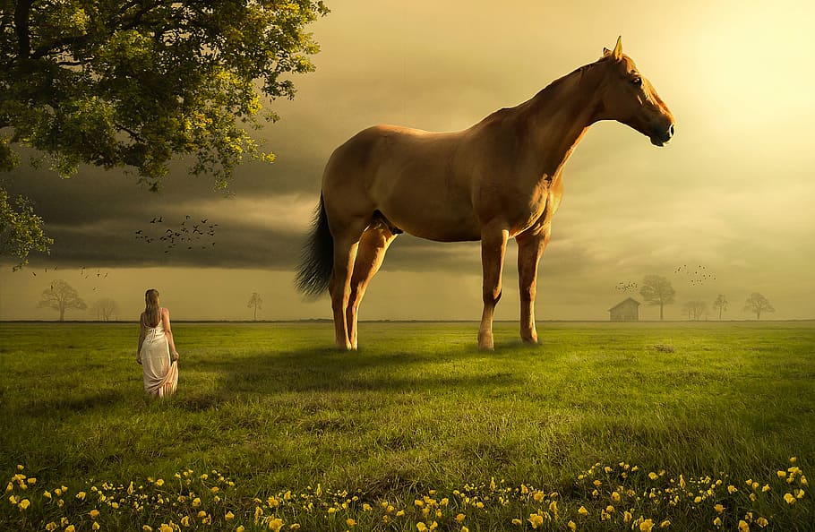 woman in front of horse on field, meadow, grass, farmland, mammal, HD wallpaper