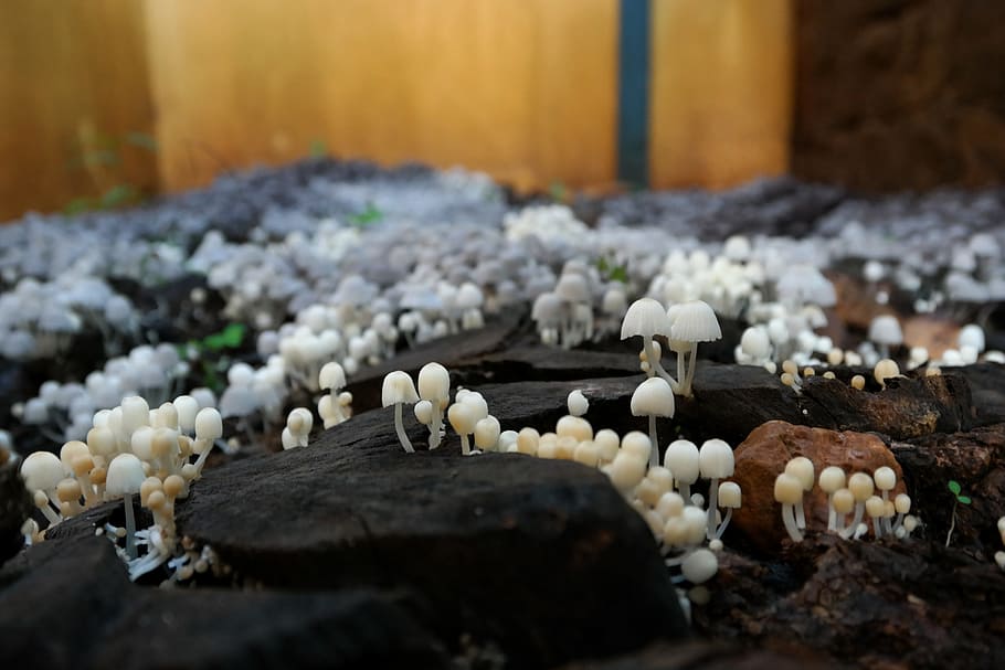 mushrooms, earth, ground, food, food and drink, no people, selective focus HD wallpaper