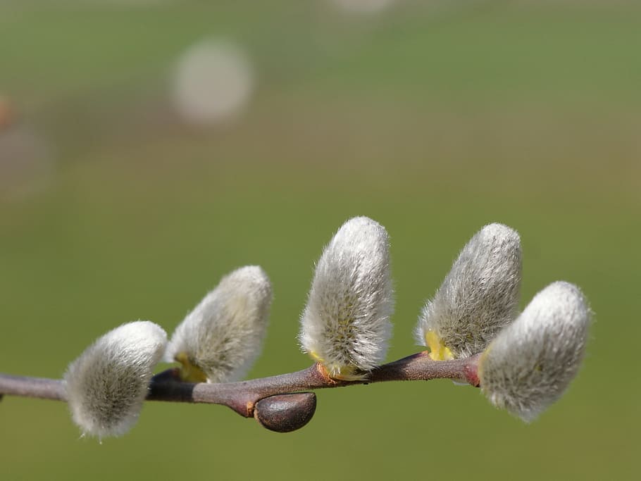 gray plant, spring, hairy, willow catkins, beautiful, velvety HD wallpaper