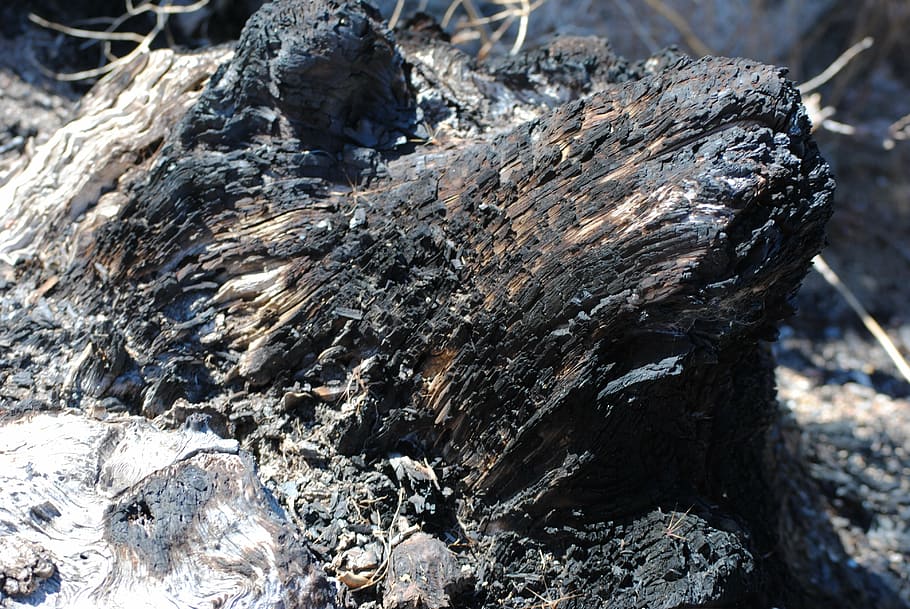 burned, wood, ashes, tree, textured, rough, tree trunk, day HD wallpaper