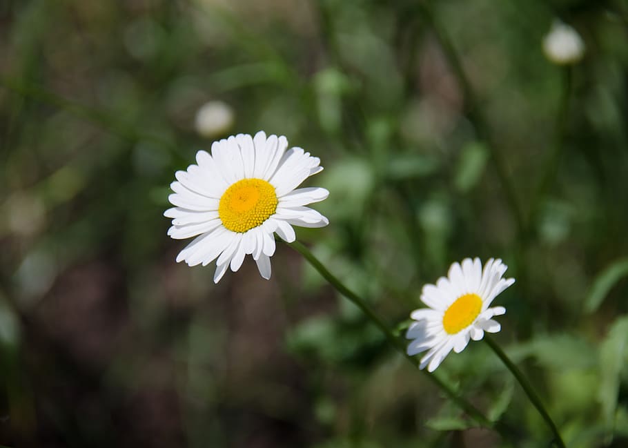 Chamomile, Daisy, Flower, White, flowers, summer, closeup, day HD wallpaper