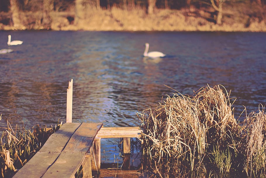 brown footbridge near calm body of water with swan swimming HD wallpaper
