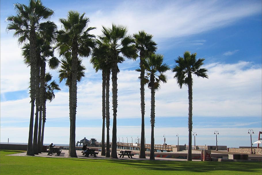 trees, palm trees, sky, palms, clouds, summer, tropical, outside HD wallpaper