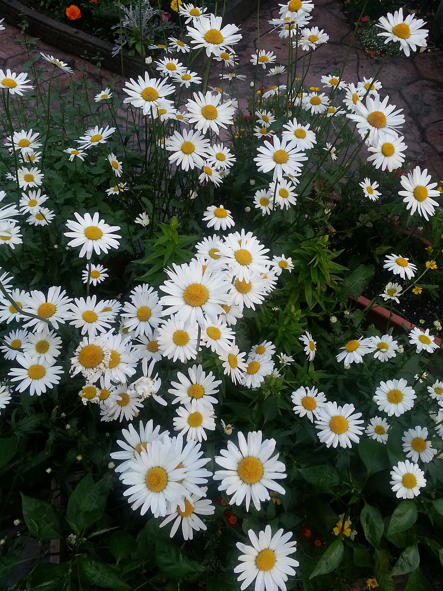 daisies, white, yellow, green, daisy, flower, summer, floral HD wallpaper
