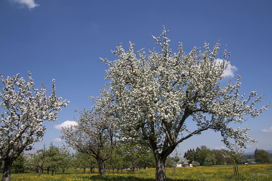 white flower trees, spring, sunshine, may, fruit trees, apple trees, HD wallpaper
