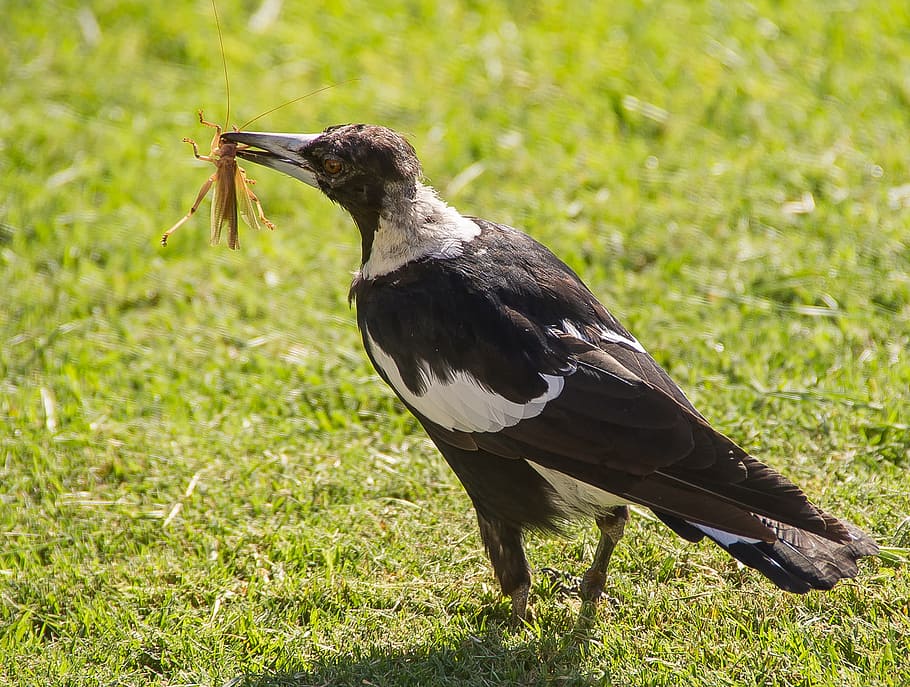 magpie, australian magpie, hungry, catch, prey, insect, beak, HD wallpaper