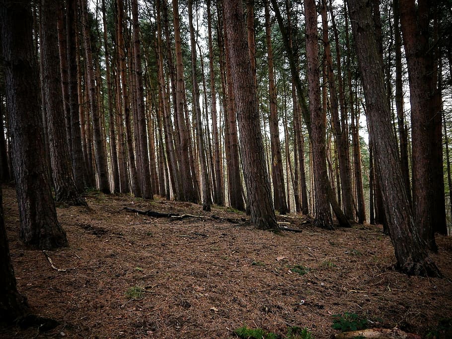 forest, trees, ground, wood, land, tranquility, plant, trunk HD wallpaper