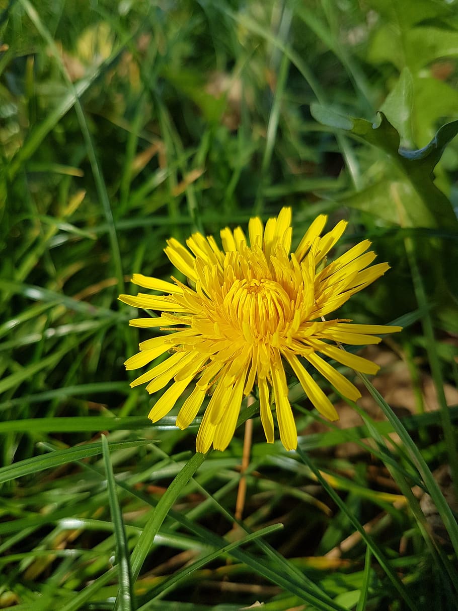 dandelion, yellow, nature, flowering plant, freshness, growth HD wallpaper