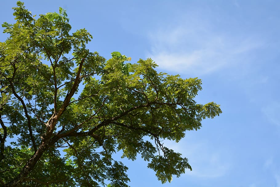sky tree, natural, autumn leaves, plant, low angle view, growth HD wallpaper