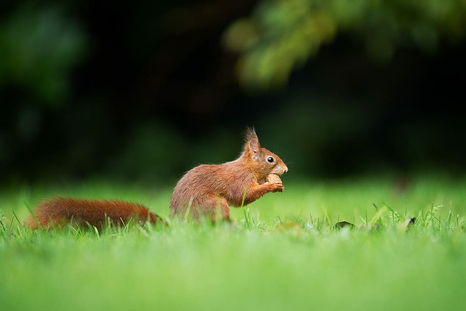 brown squirrel eating nuts during daytime, selective focus photography of brown squirrel eating nut HD wallpaper