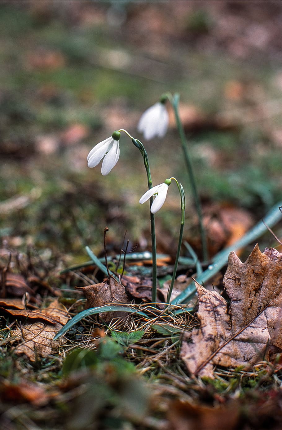 snowdrop, white, flower, spring, green, blossom, season, leaf HD wallpaper