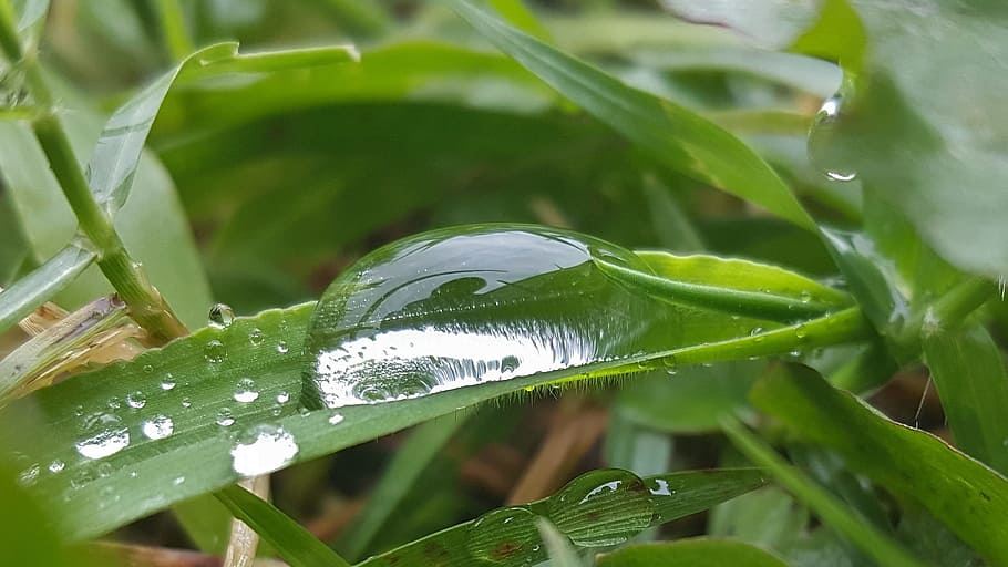 Grass, Wet, Water, Droplets, Beads, beading, rain, green, nature HD wallpaper