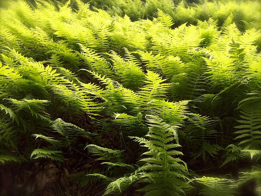 Ferns, Spring, Green, Green, Plant, Nature, forest, natural HD wallpaper