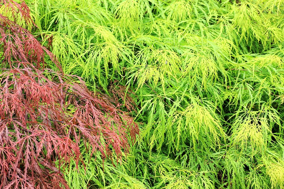 plant, tree, leaves, green color, growth, full frame, high angle view HD wallpaper