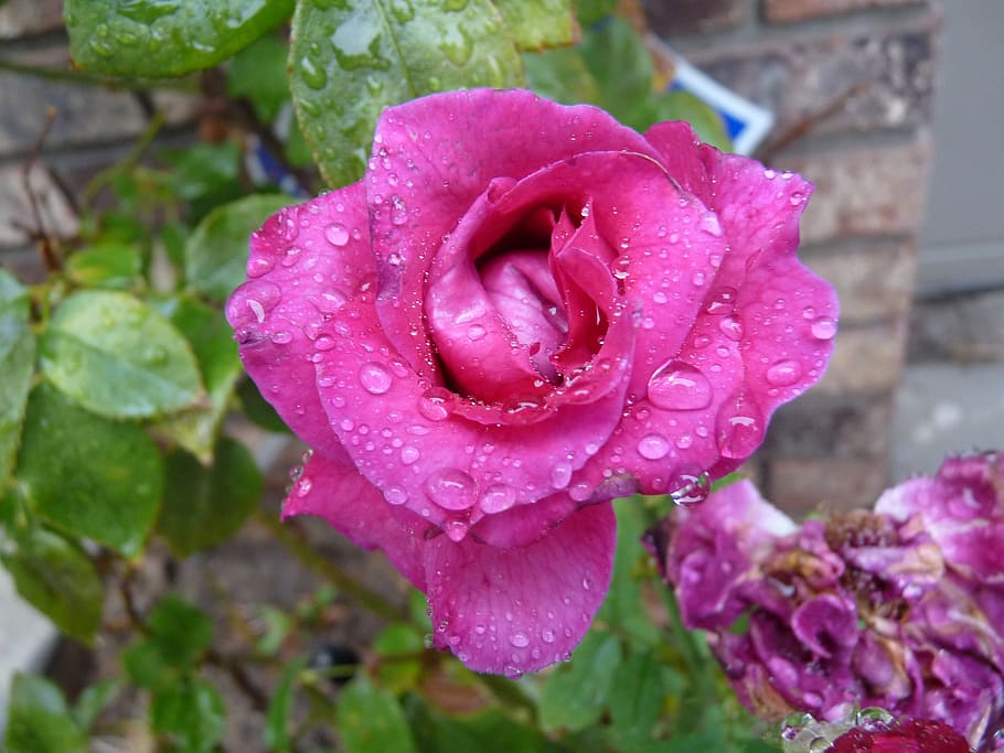 rose, pink, wet, drip, rain, nature, flower, flowering plant HD wallpaper
