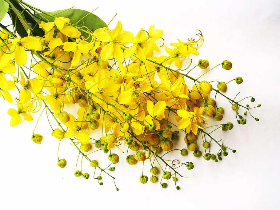 selective focus photography of yellow thryallis flower bouquet, HD wallpaper