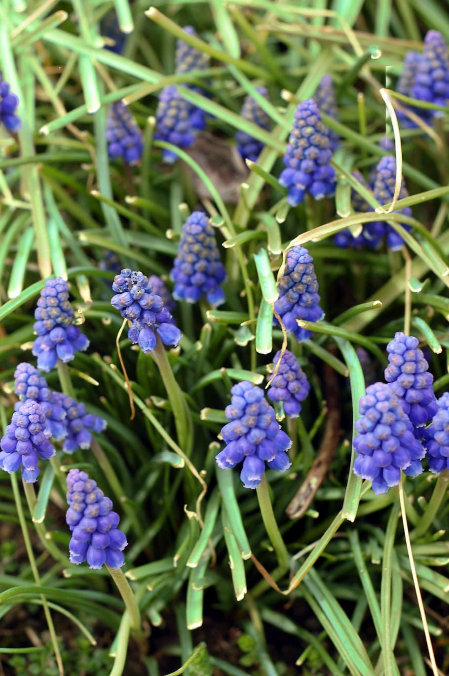 spring, nature, blue, flower, garden, muscari, purple, plant HD wallpaper