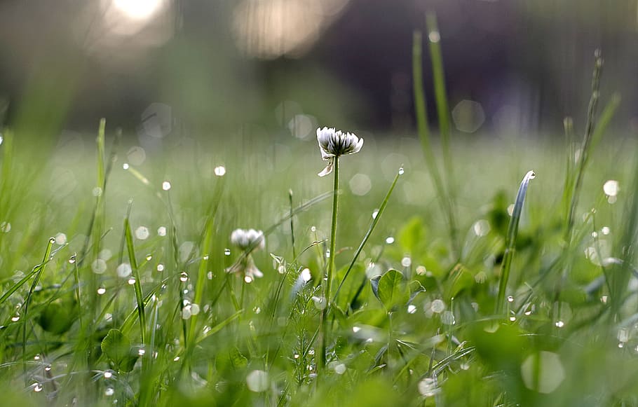 selective focus photo of white clover flower, Grass, Blade HD wallpaper