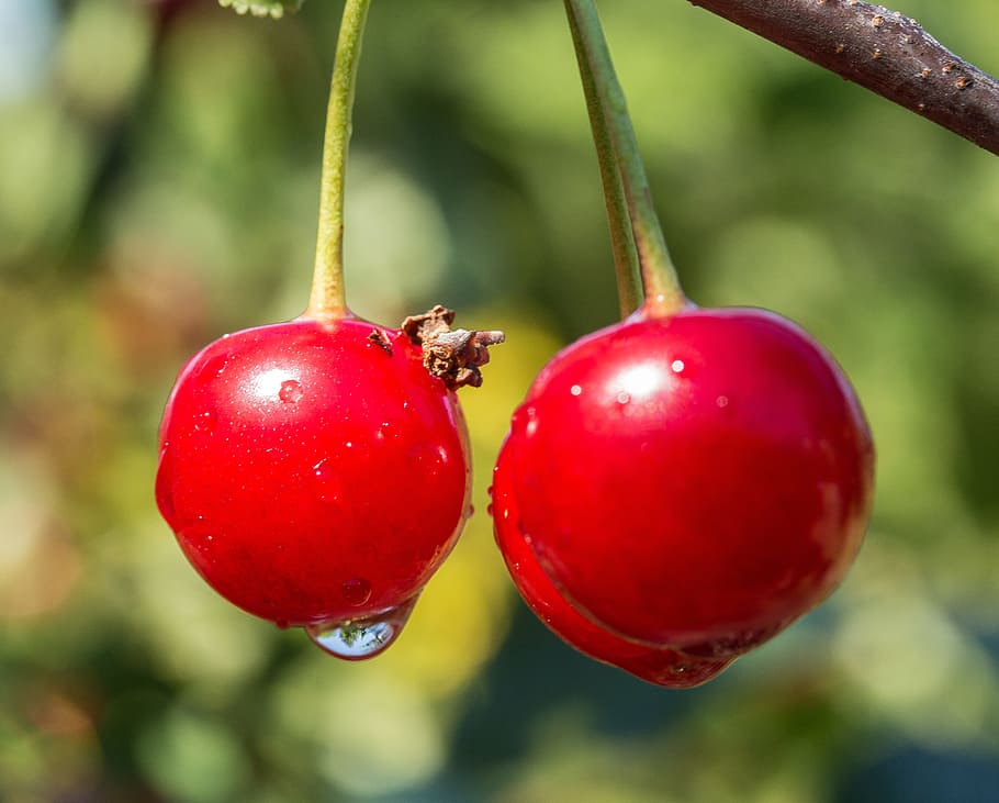 Sour Cherry, Cherries, Tree, food, fruits, red, focus on foreground HD wallpaper