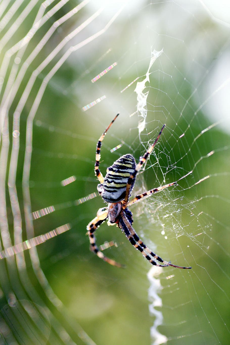 Spider, Insect, Canvas, Wire, Nature, alsace, legs, spider web HD wallpaper