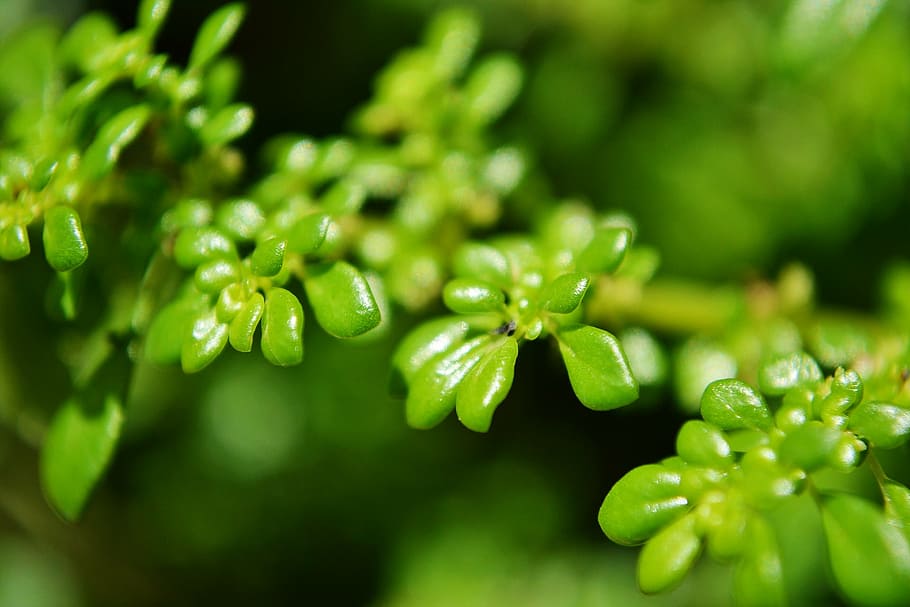 green leafs, tiny leafs, micro plants, nature, greenish, fresh HD wallpaper