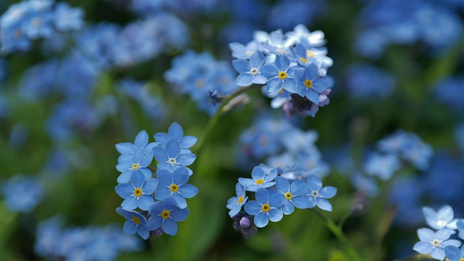 tilt lens photography of blue flowers, forget me not, meadow